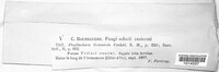 Phyllachora graminis image